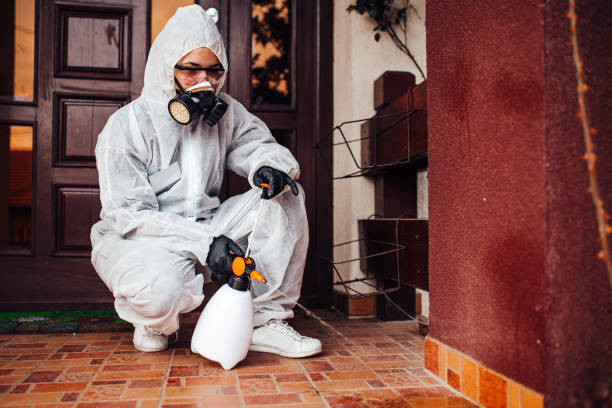 Attic and Crawl Space Rodent Treatment in North Bellport