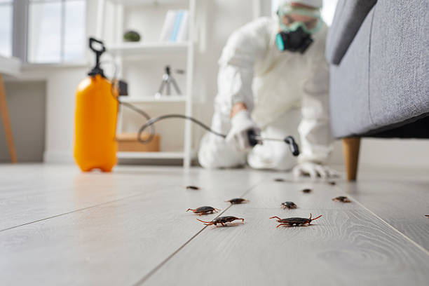 Commercial Rodent Management in North Bellport